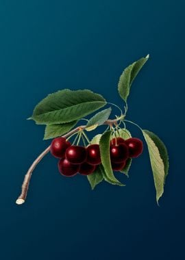 Vintage Cherry Fruit Food