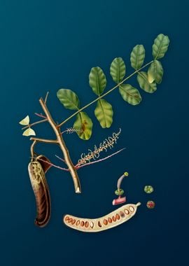 Vintage Carob Fruit Poster