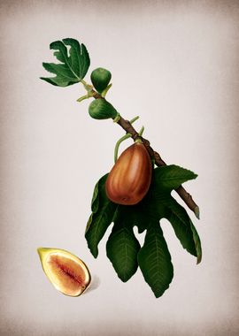 Vintage Fig Fruits Poster