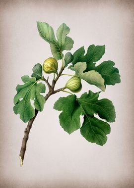 Vintage Fig Fruits Poster