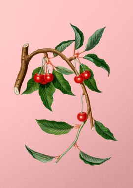 Vintage Cherry Fruits Food