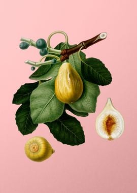 Vintage Common Fig Fruits