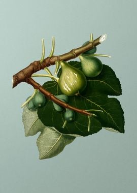 Vintage Fig Fruit Food Art