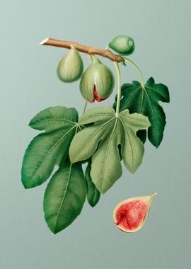 Vintage Fig Fruit Food Art