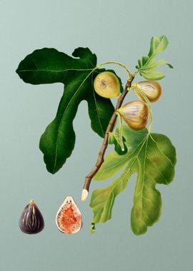 Vintage Figs Fruits Poster