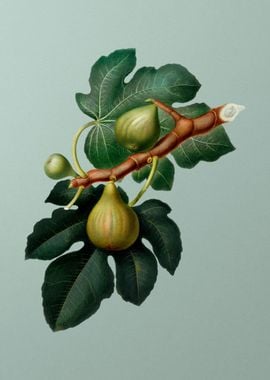 Vintage Fig Fruit Food Art