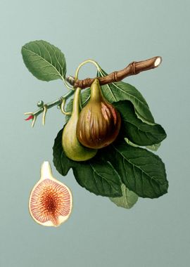 Vintage Fig Fruit Food Art