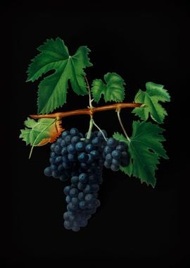 Vintage Lacrima Grapes Art