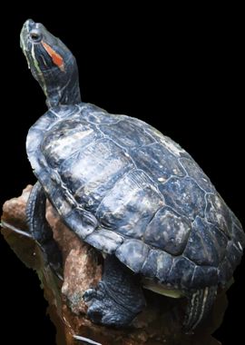 The redeared slider