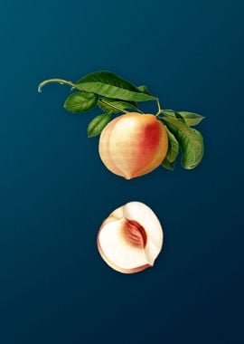 Vintage Peach Fruit Poster