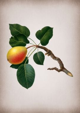 Vintage Pear Fruit Poster