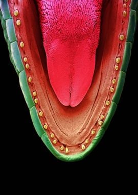 Jaw of a gecko