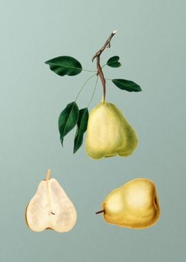 Vintage Pear Fruit Poster