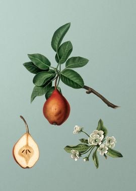 Vintage Pear Fruit Poster