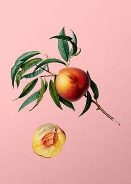 Vintage Peach Fruit Poster