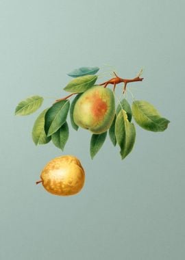 Vintage Pear Fruit Poster