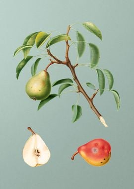 Vintage Pear Fruit Poster