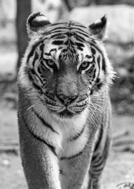 Tiger Animal