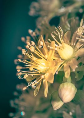 Wet Yellow flowers