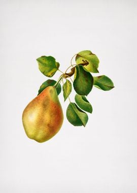 Vintage Pear Branch Fruit