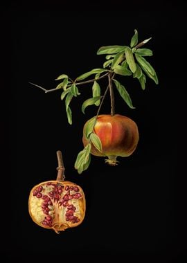 Vintage Pomegranate Fruit