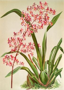 Odontoglossum edwardii