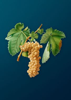 Vintage Trebbiano Grapes