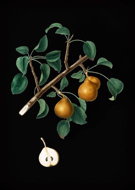 Vintage Seckel Pear Fruit