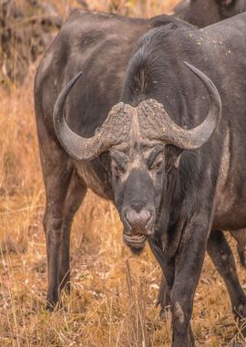 black bison