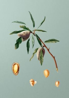 Vintage Almond Fruit Art