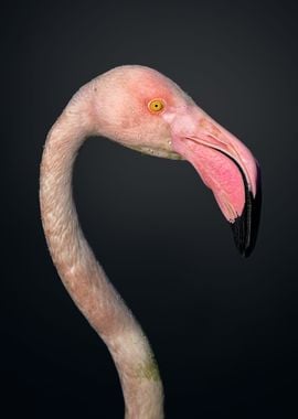 Distinguished Flamingo