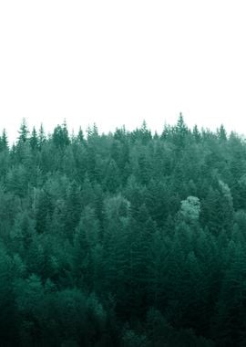 Deep Green Pine Trees 1