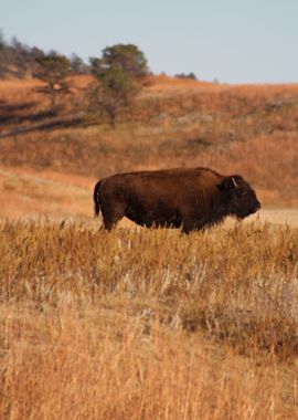 sunset bison