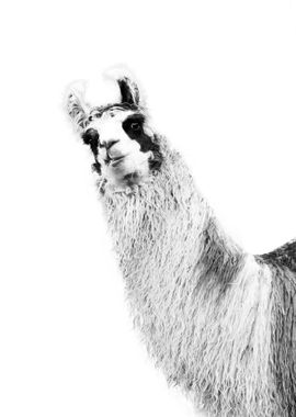 Cute Llama Black  White 1