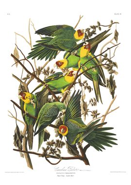 Carolina Parakeet