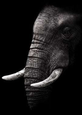 Wise Elephant