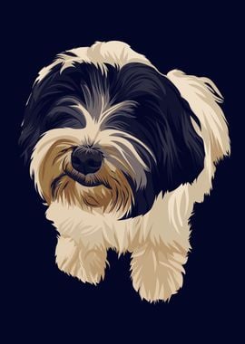 Shih Tzu