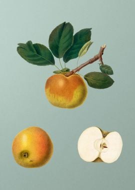 Vintage Apple Fruit Poster