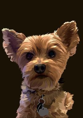 Norwich Terrier