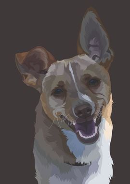 Australian Cattle Dog