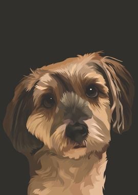 Norfolk Terrier Dog