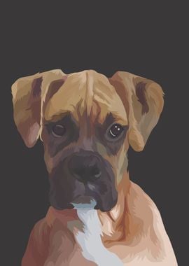 Boxer Dog