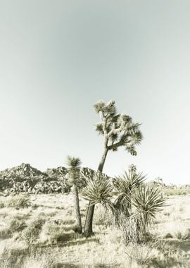 Vintage Joshua Tree