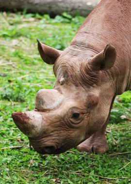 rhino brown mouth