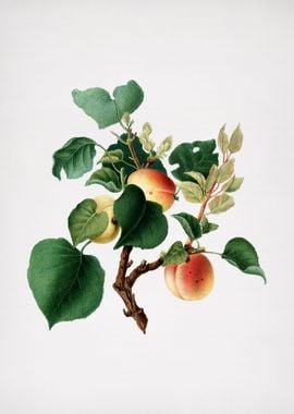 Vintage Apricot Fruit Food