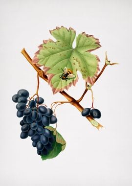 Vintage Barbera Grape Art