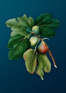 Vintage Common Figs Fruits