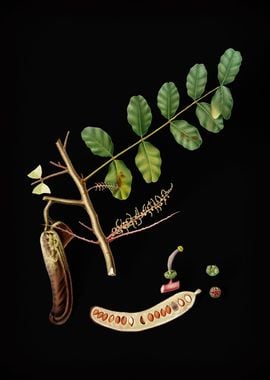 Vintage Carob Fruit Poster