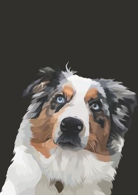 Sheltie Dog