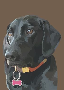 Black Labrador Dog